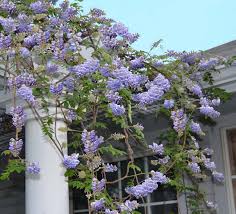 American Wisteria