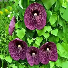 Dutchmans Pipe