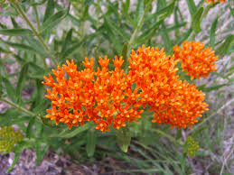 Milkweed