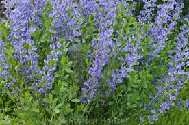 Blue False Indigo