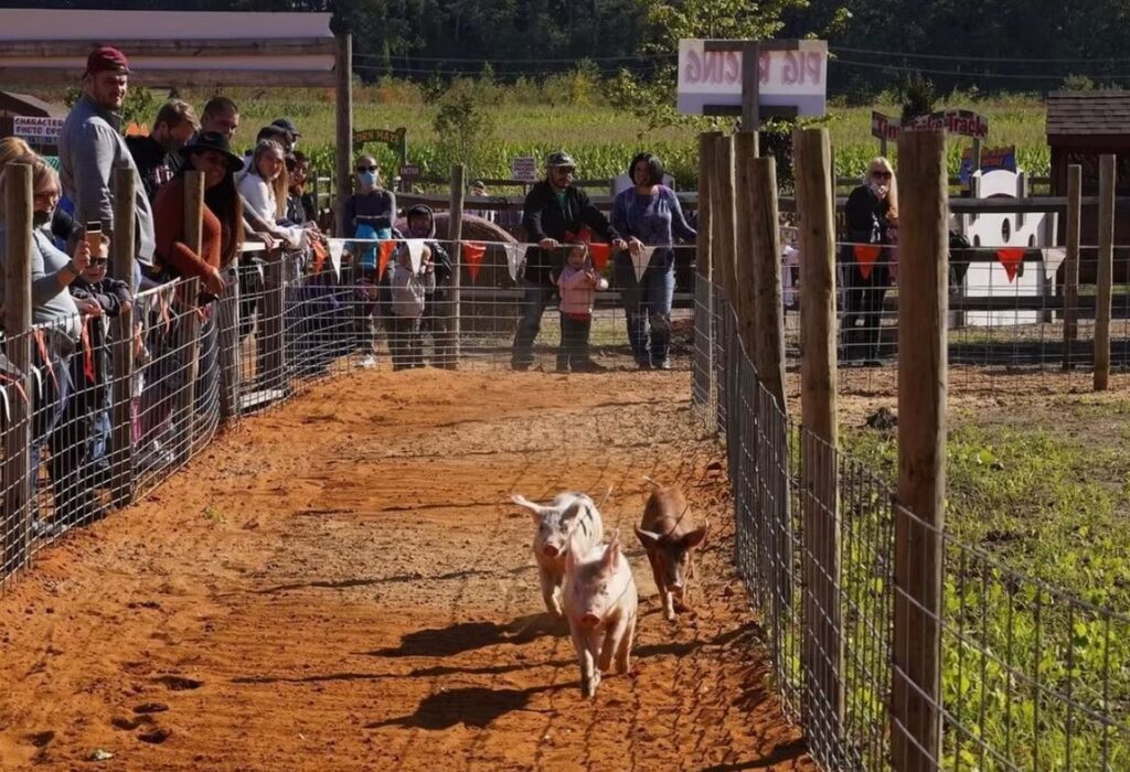 Pig