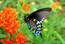 Pipevine Swallowtail